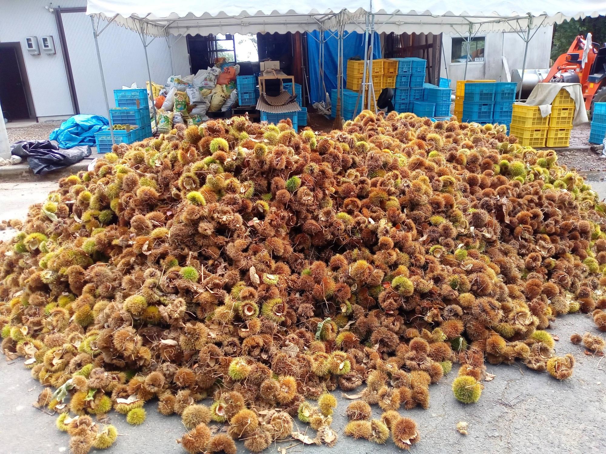 栗園