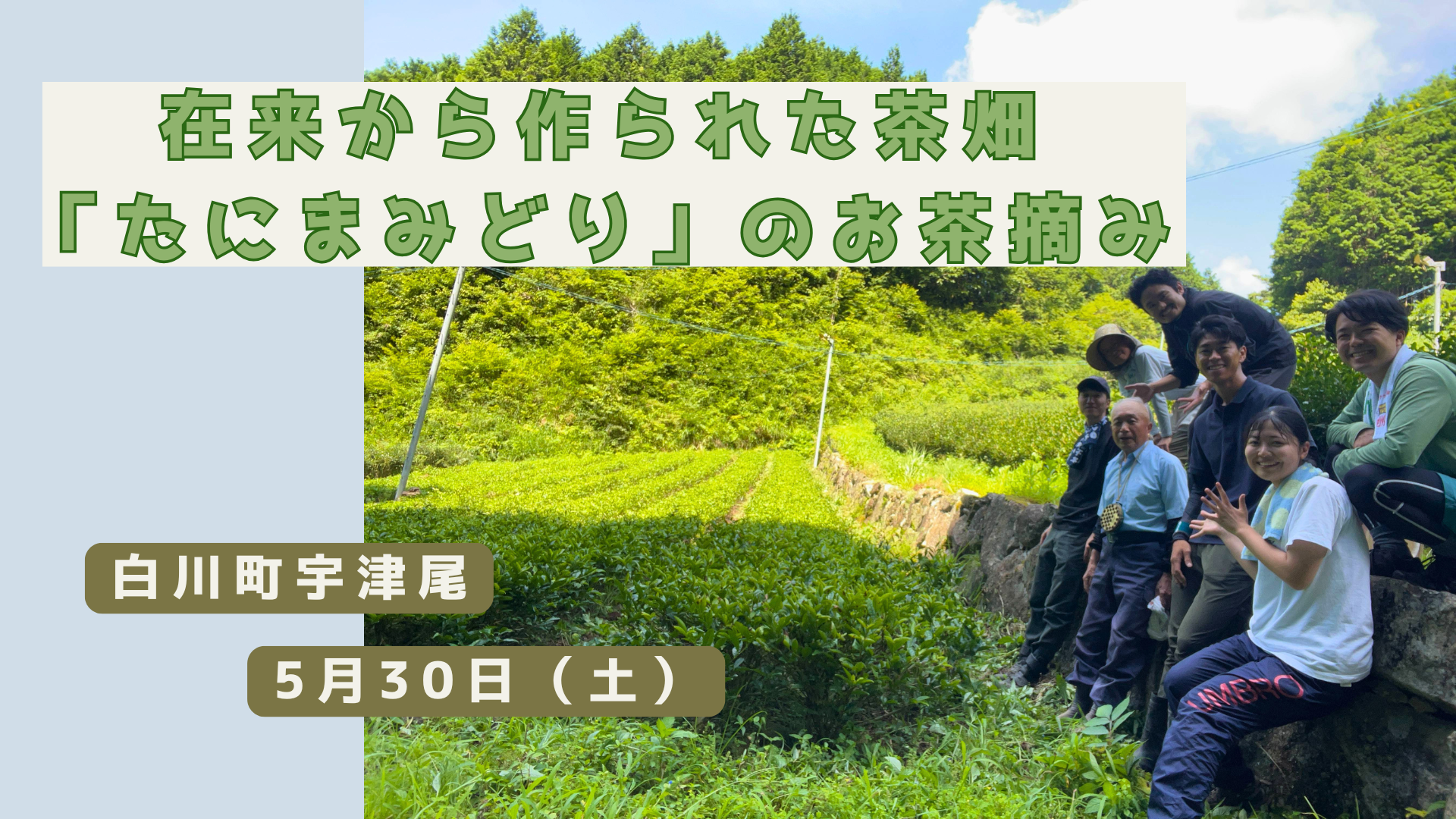 白川茶