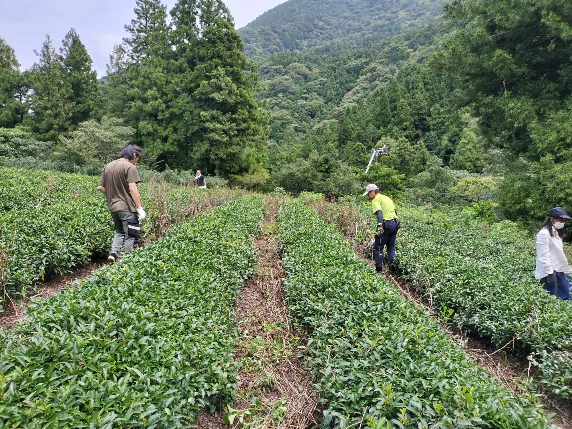 北山茶