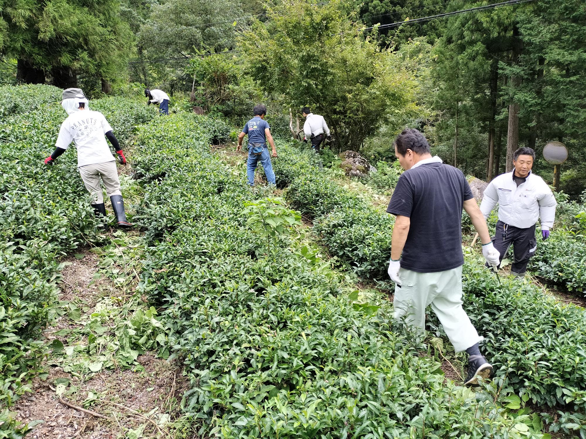 北山茶