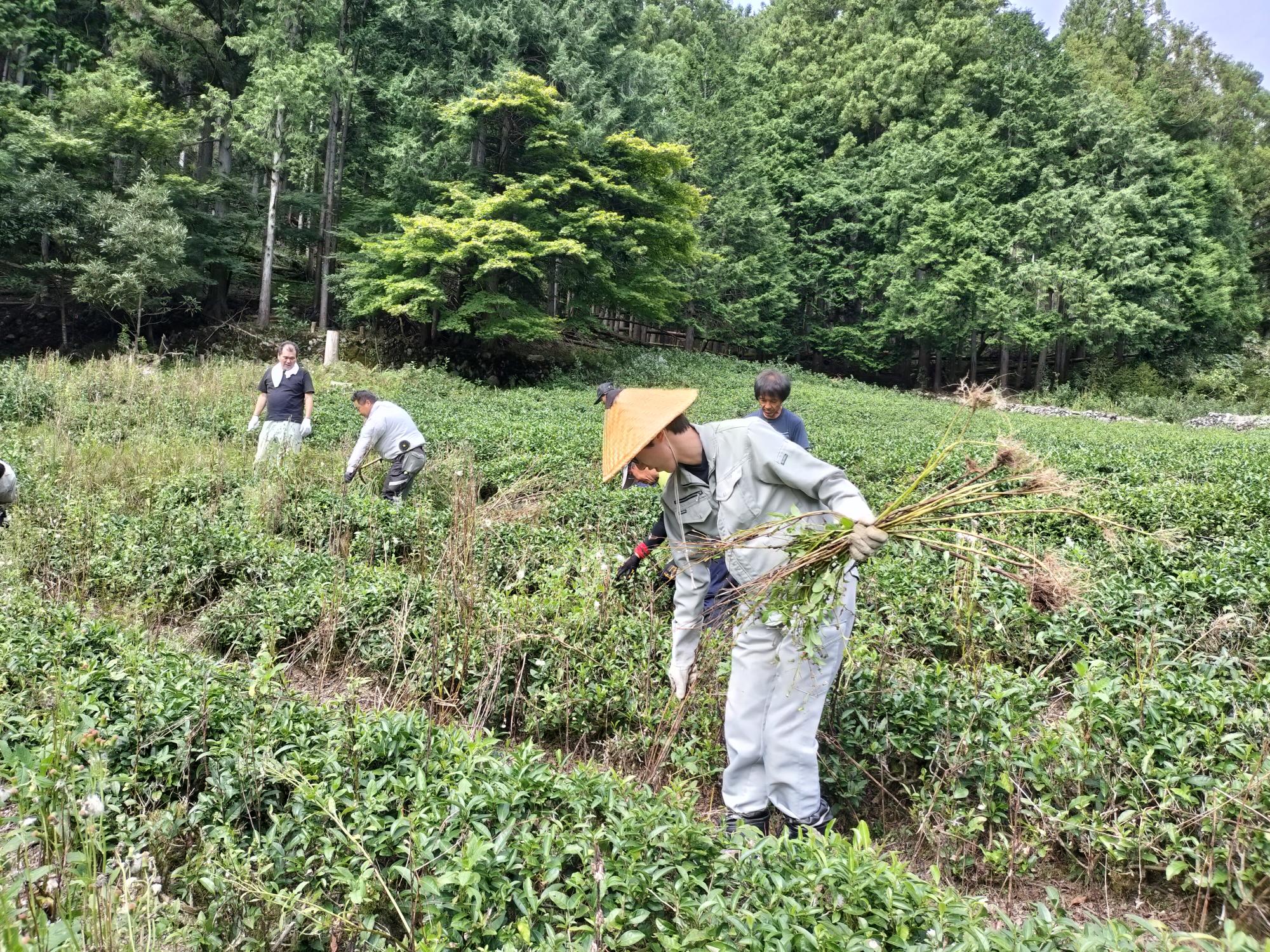 北山茶