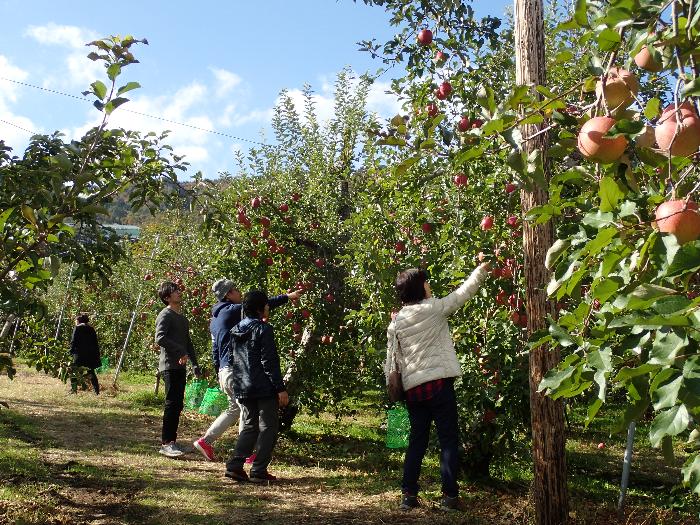 りんごの収穫を楽しむ人たちの写真