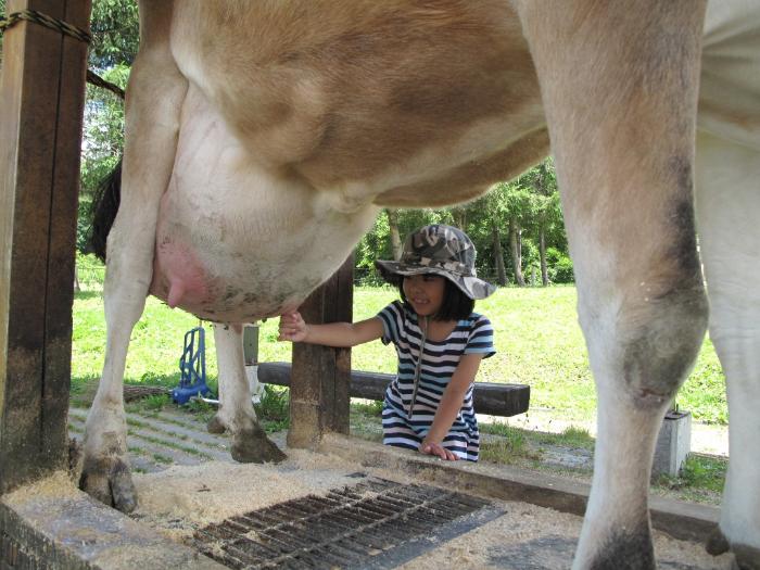 牛の乳絞りをする子供の写真