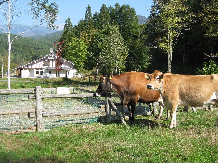 牧場内をあるく牛の写真