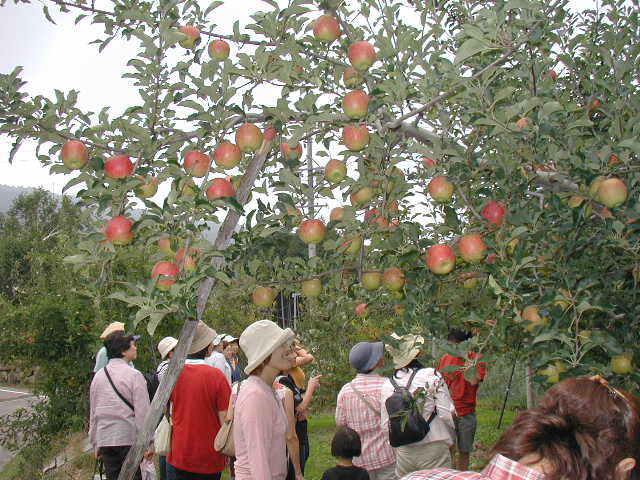 りんご狩りを楽しむイベント参加者の写真