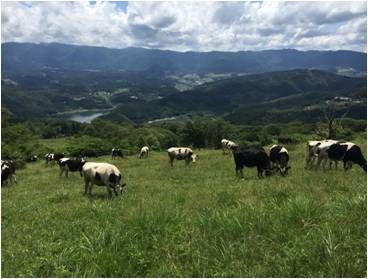 放牧された牛が草を食べている写真