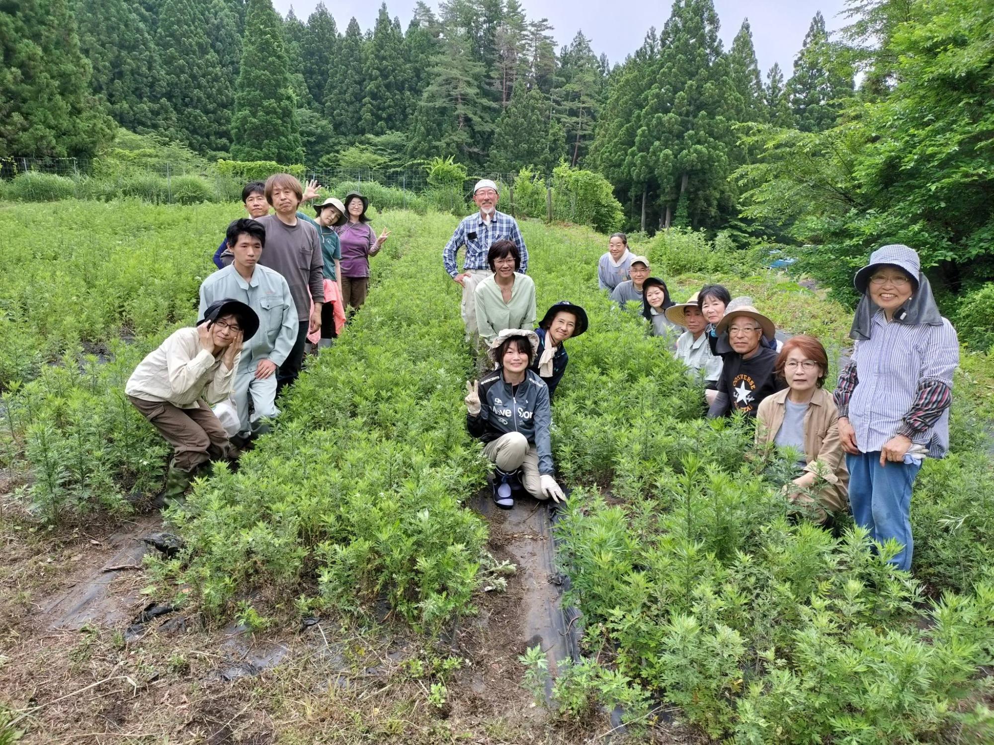 ヨモギ畑の草取り