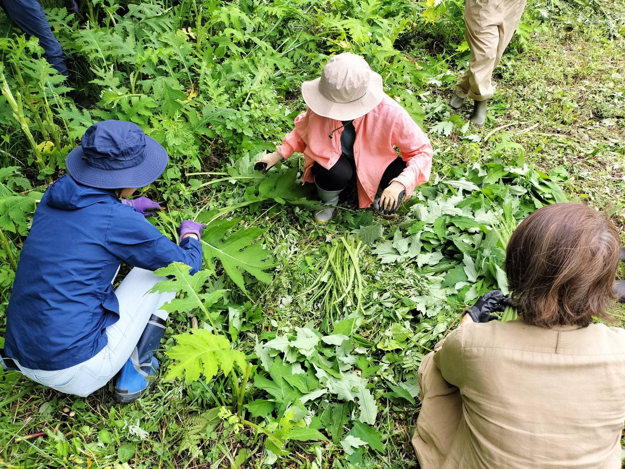 ヨモギ畑の草取り