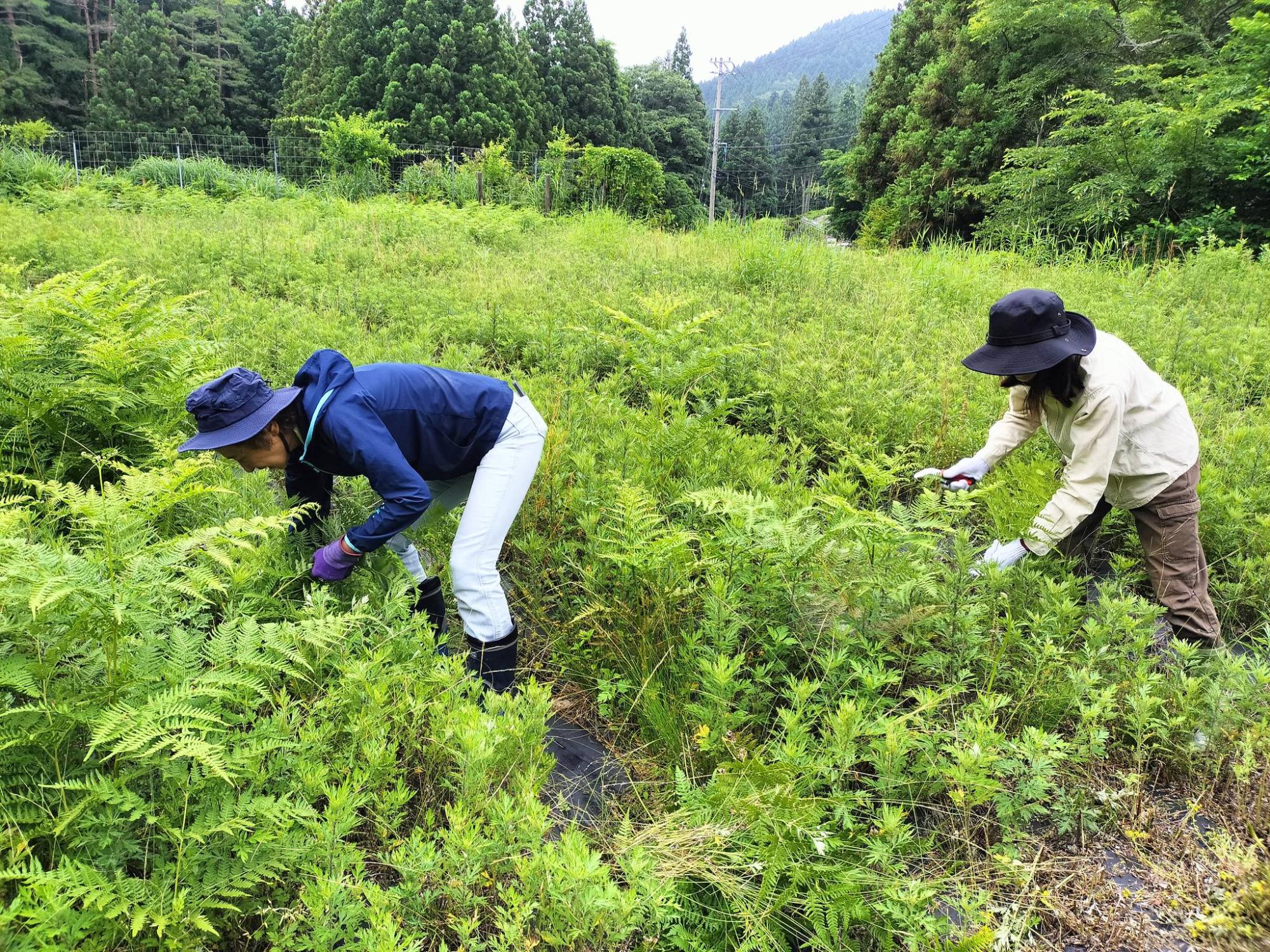 ヨモギ畑の草取り