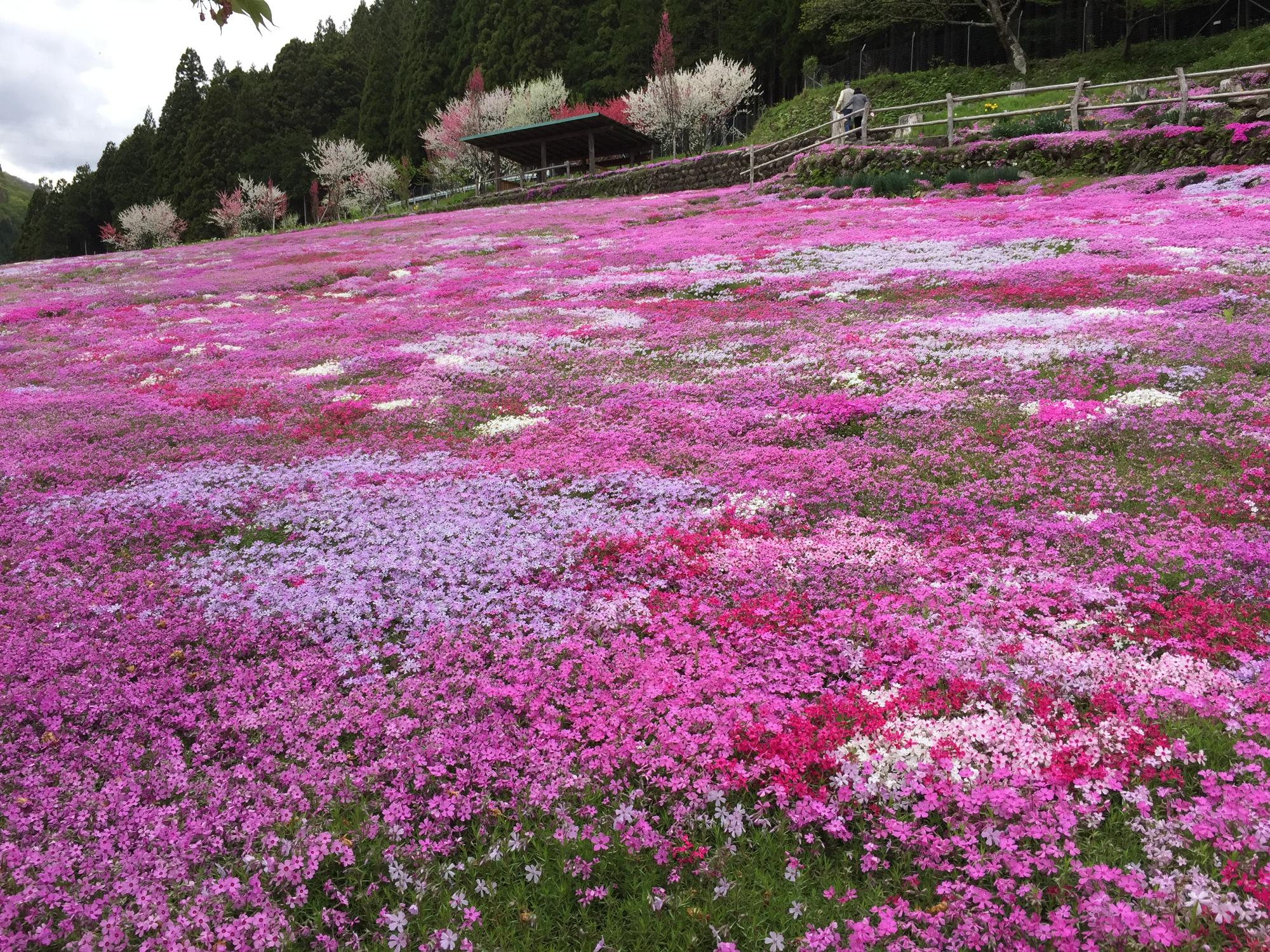 國田家の芝桜風景