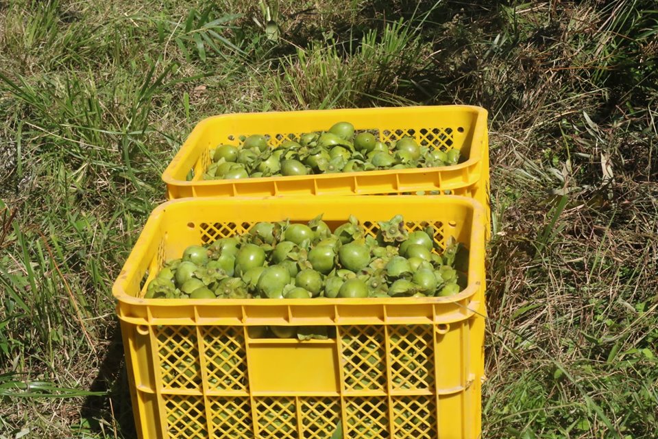 収穫した青柿