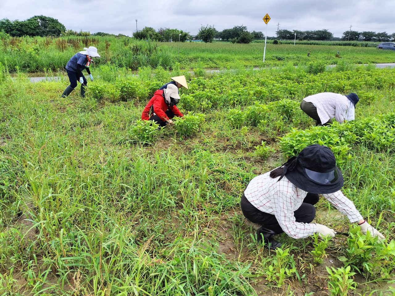 藍の刈り取り作業風景