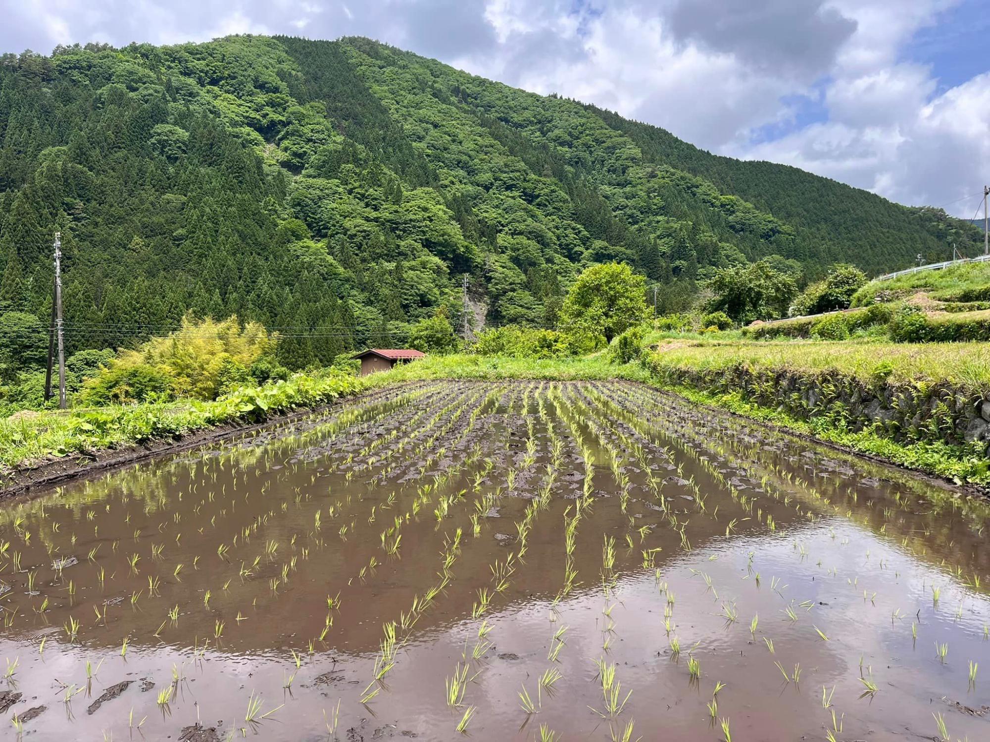 棚田の風景