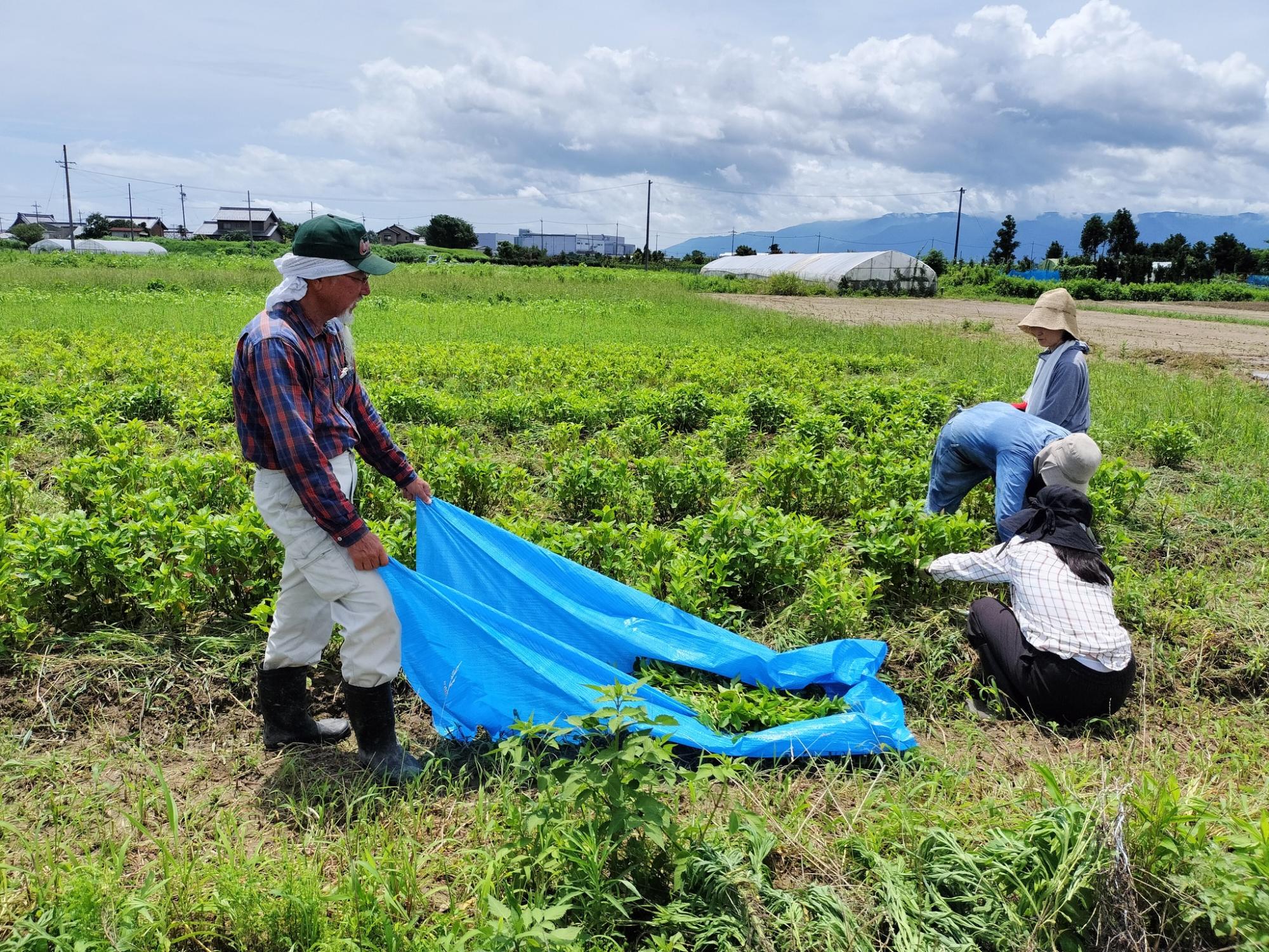 藍の刈り取り作業風景