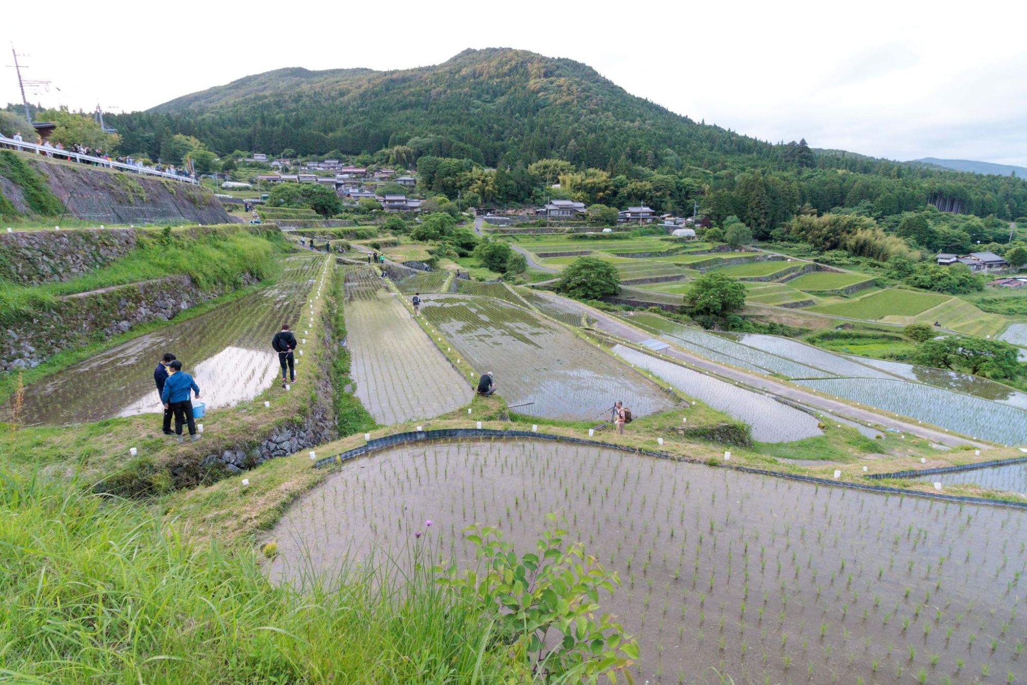 応援隊活動風景