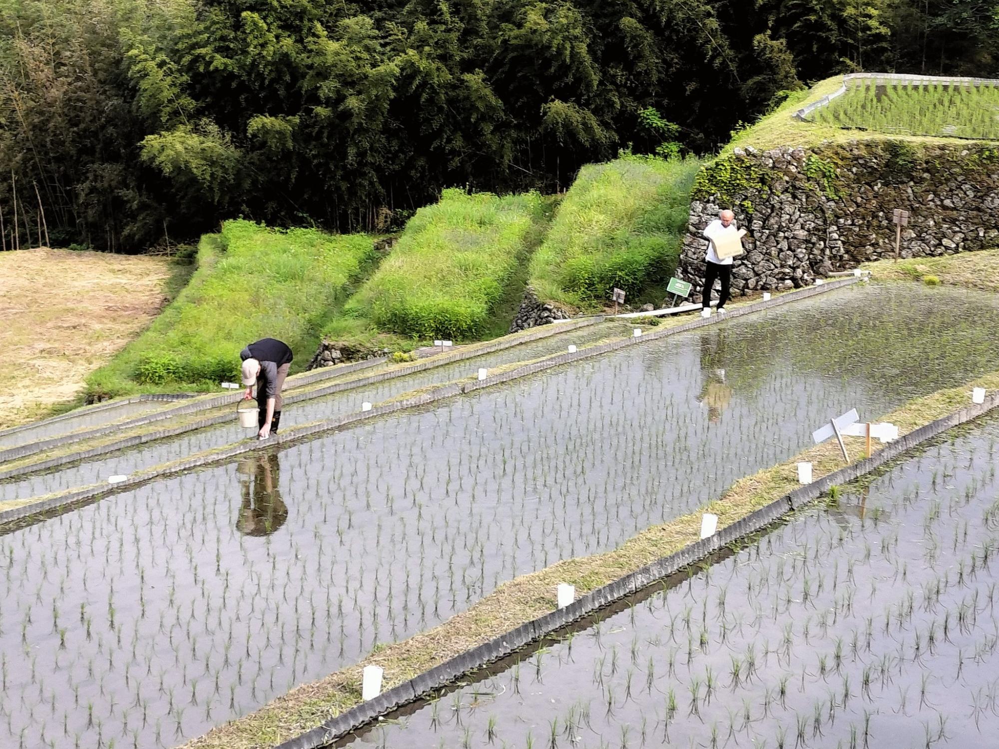 応援隊活動風景