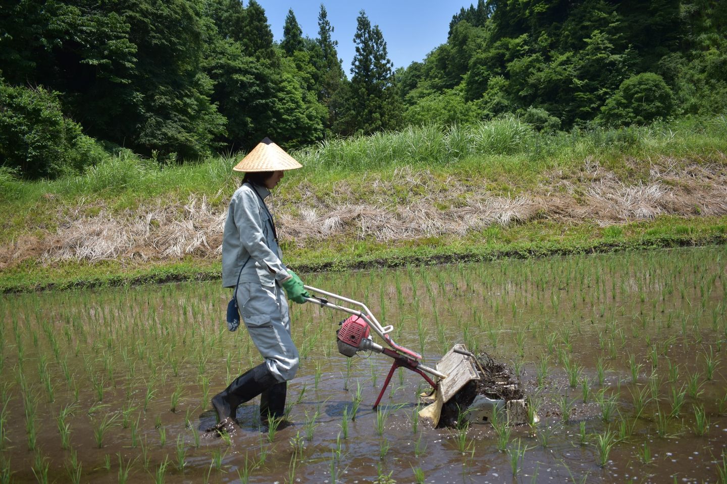 田んぼの除草作業の様子