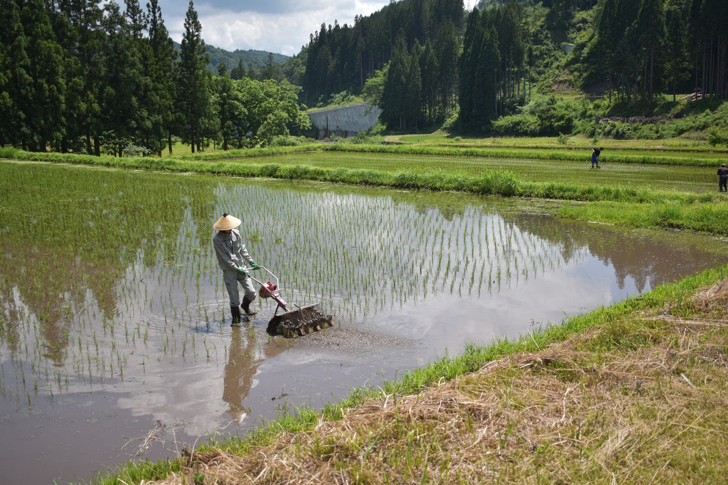 田んぼの除草風景