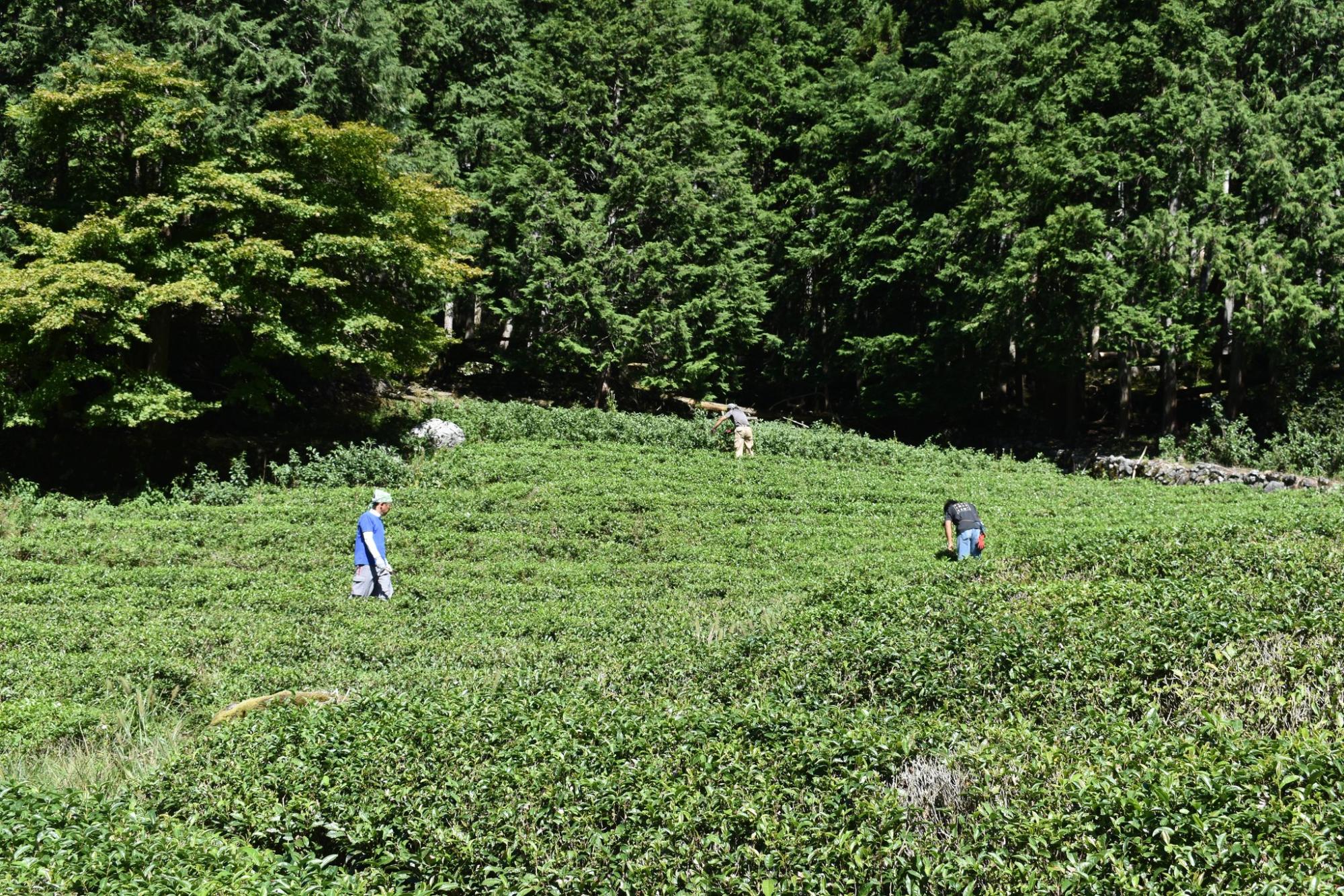 岐阜の田舎応援隊写真