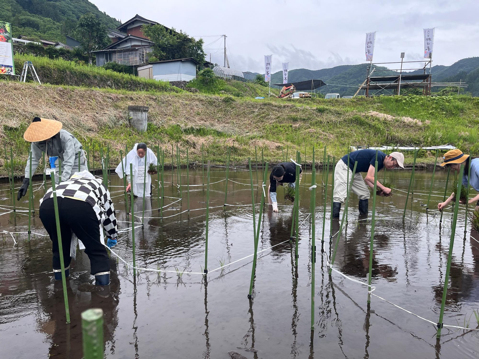 田植え