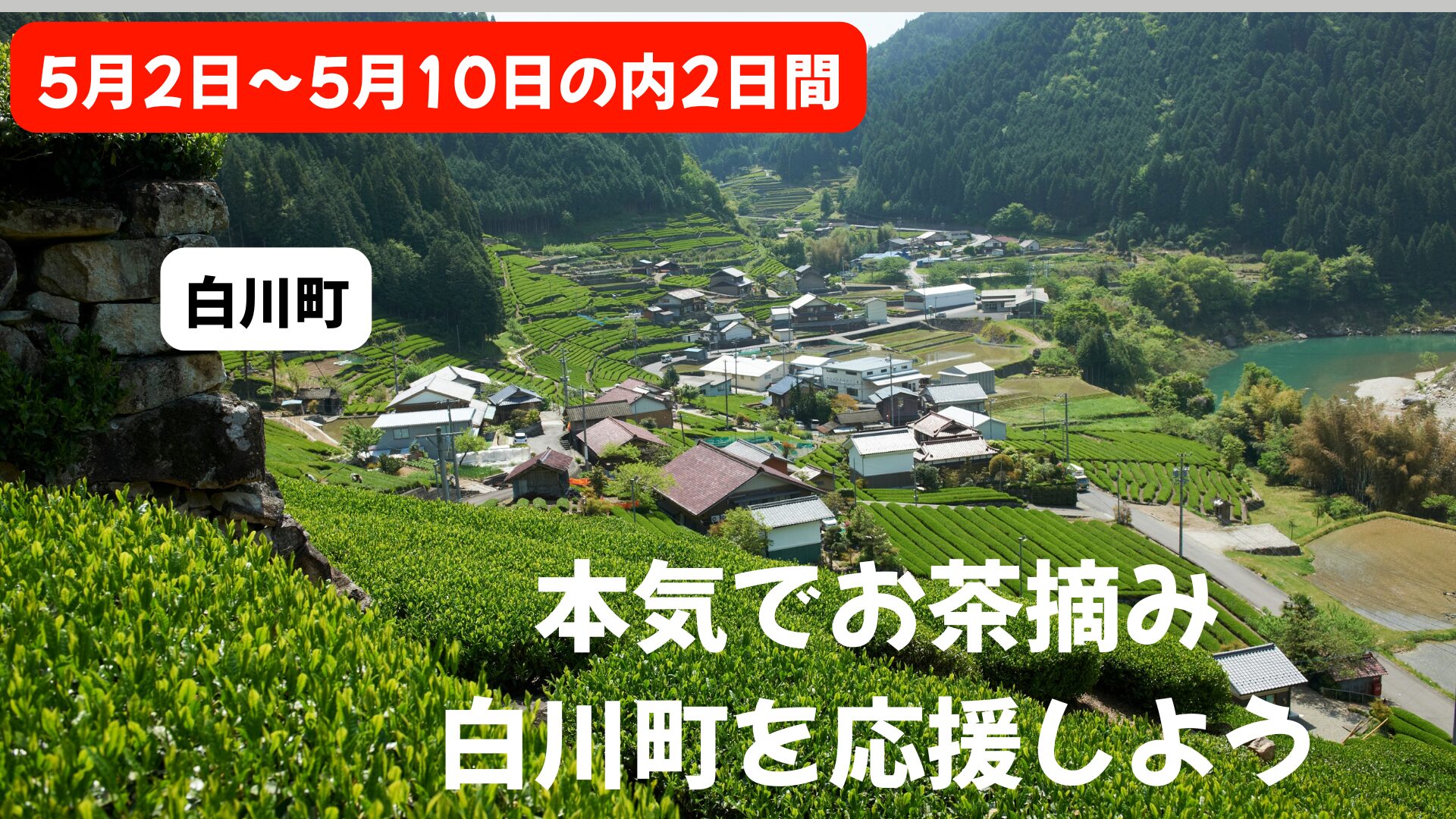 白川茶