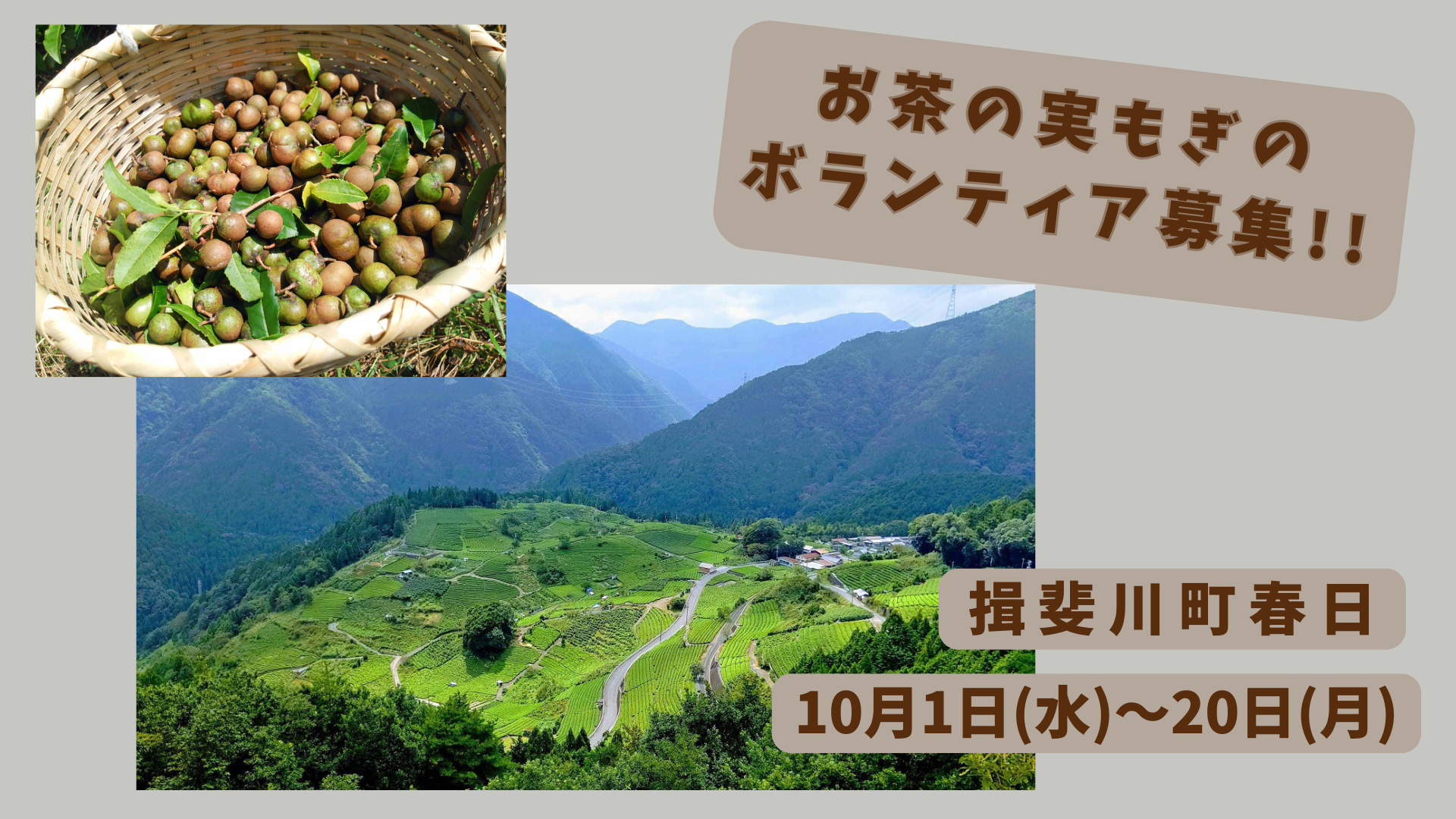 お茶の実