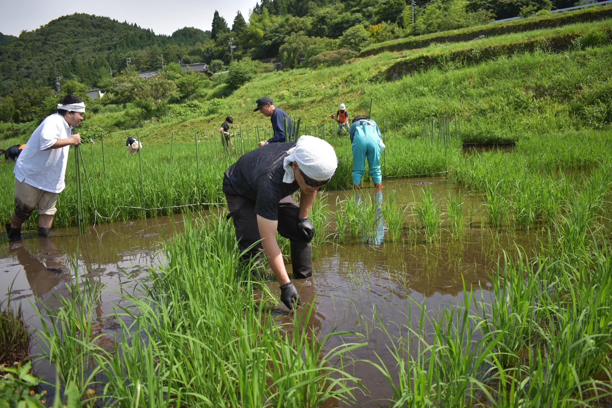 六ノ里除草・草刈り