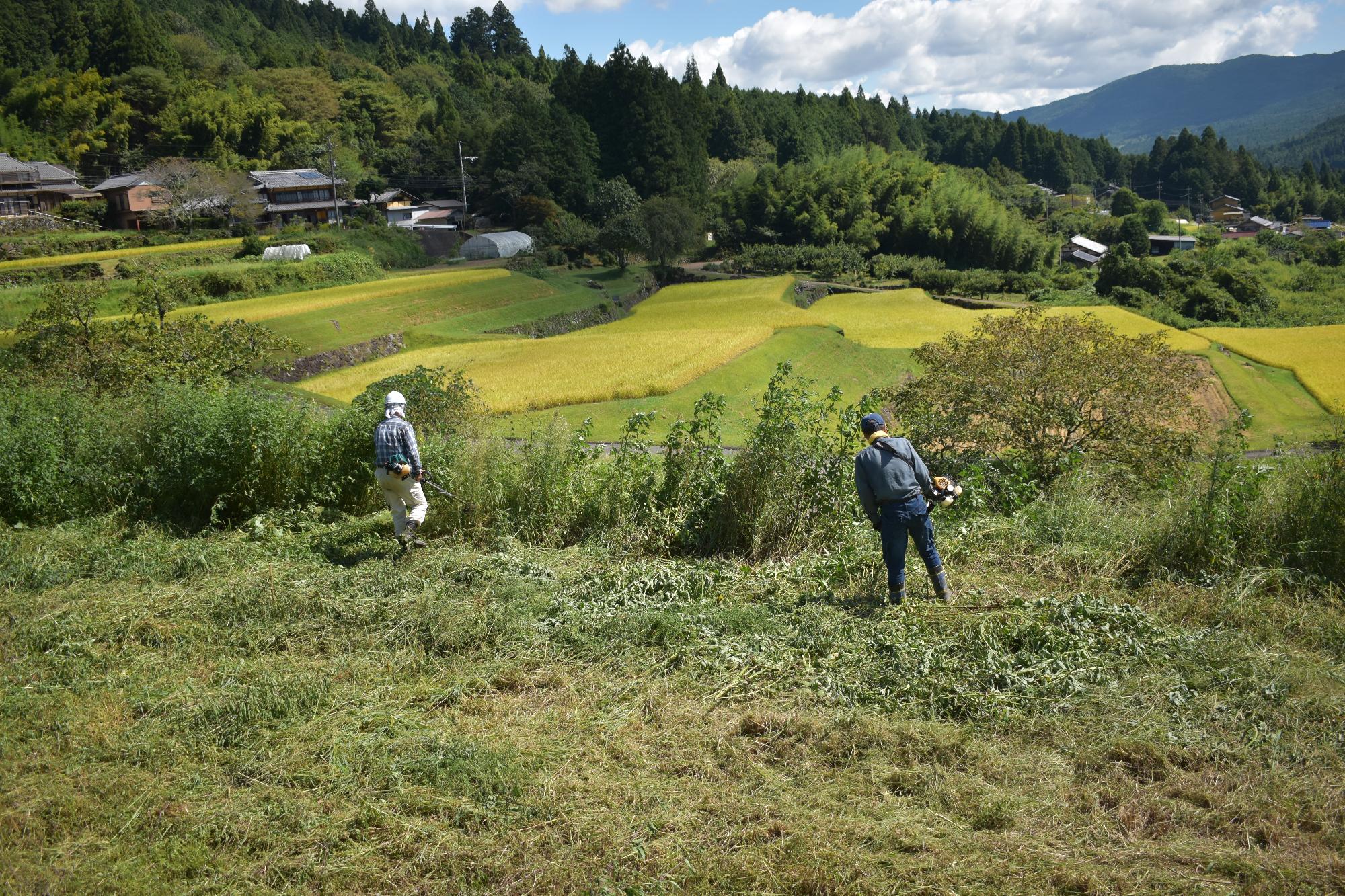 坂折棚田草刈り