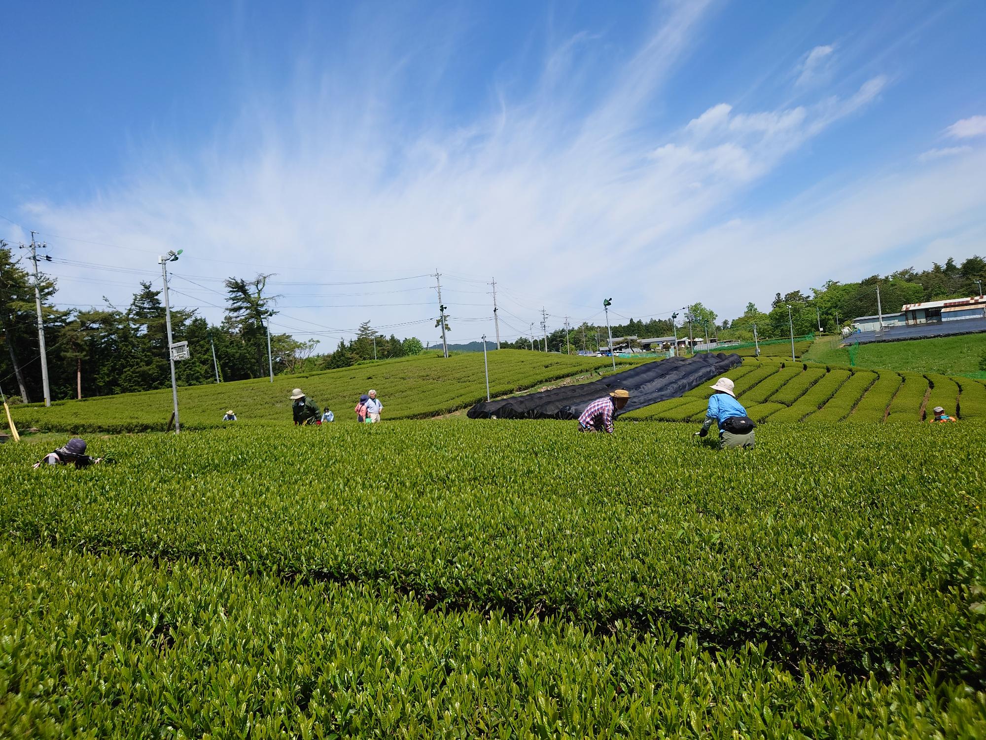 茶畑の除草