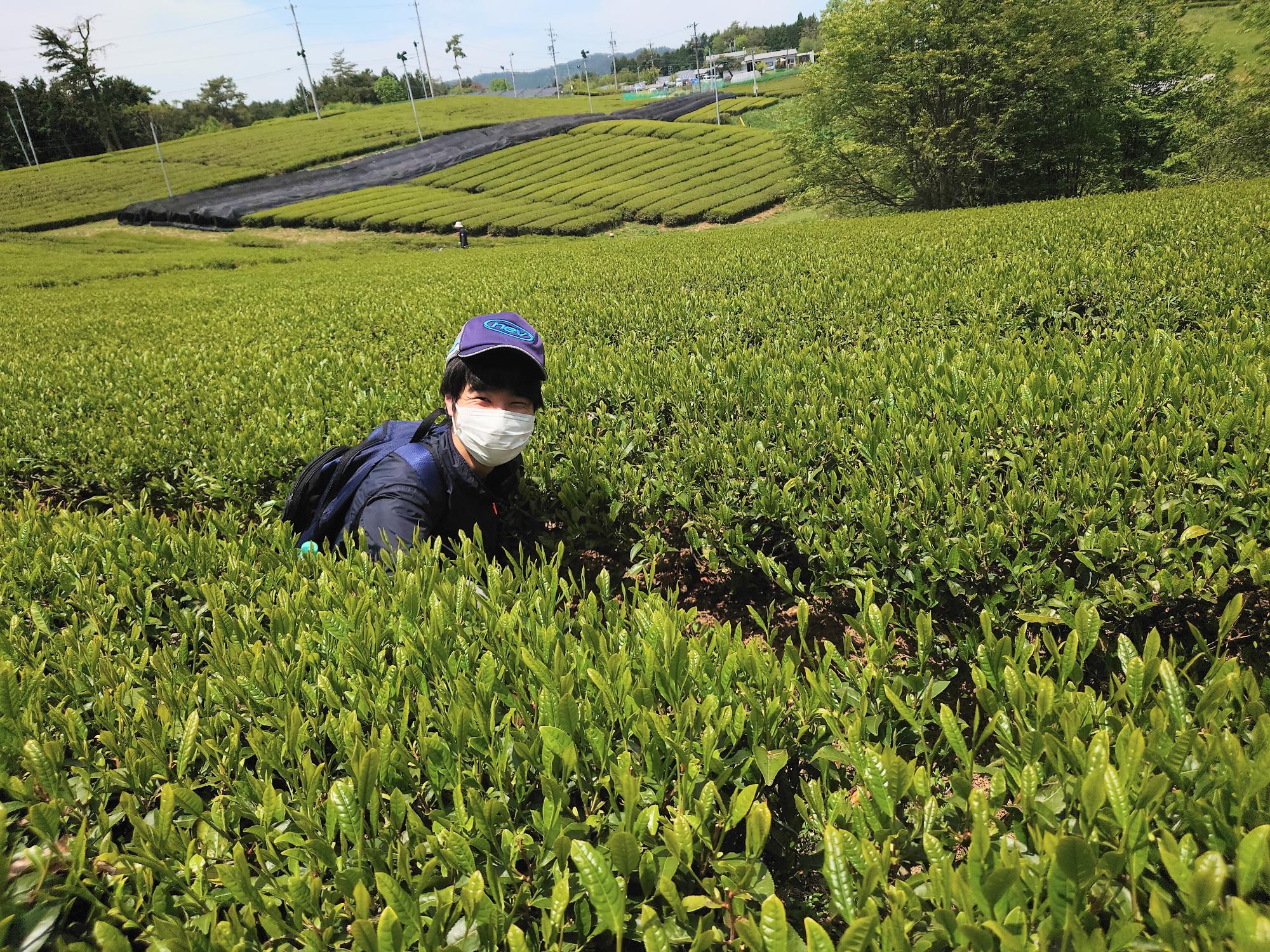 茶畑の除草