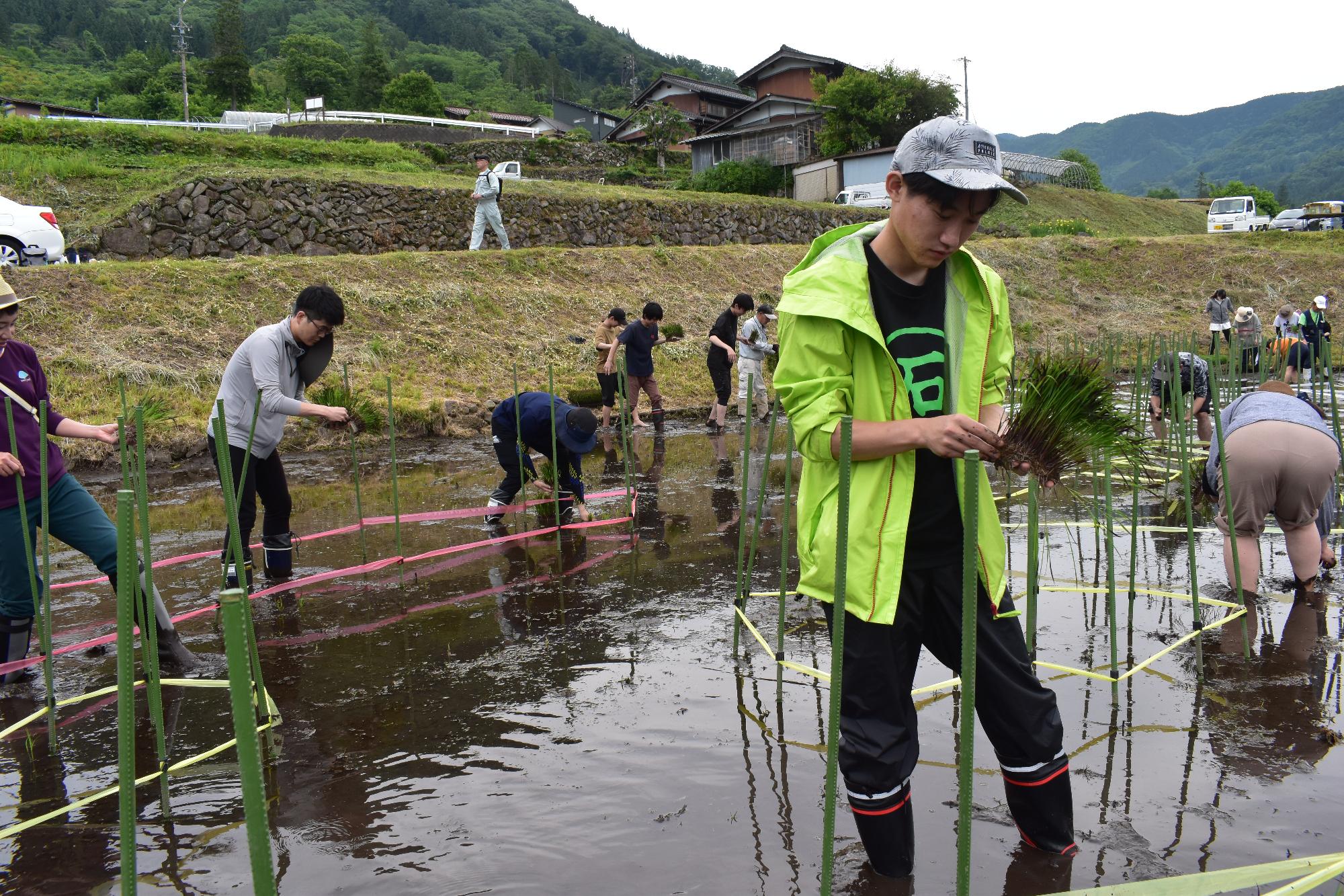 田植え