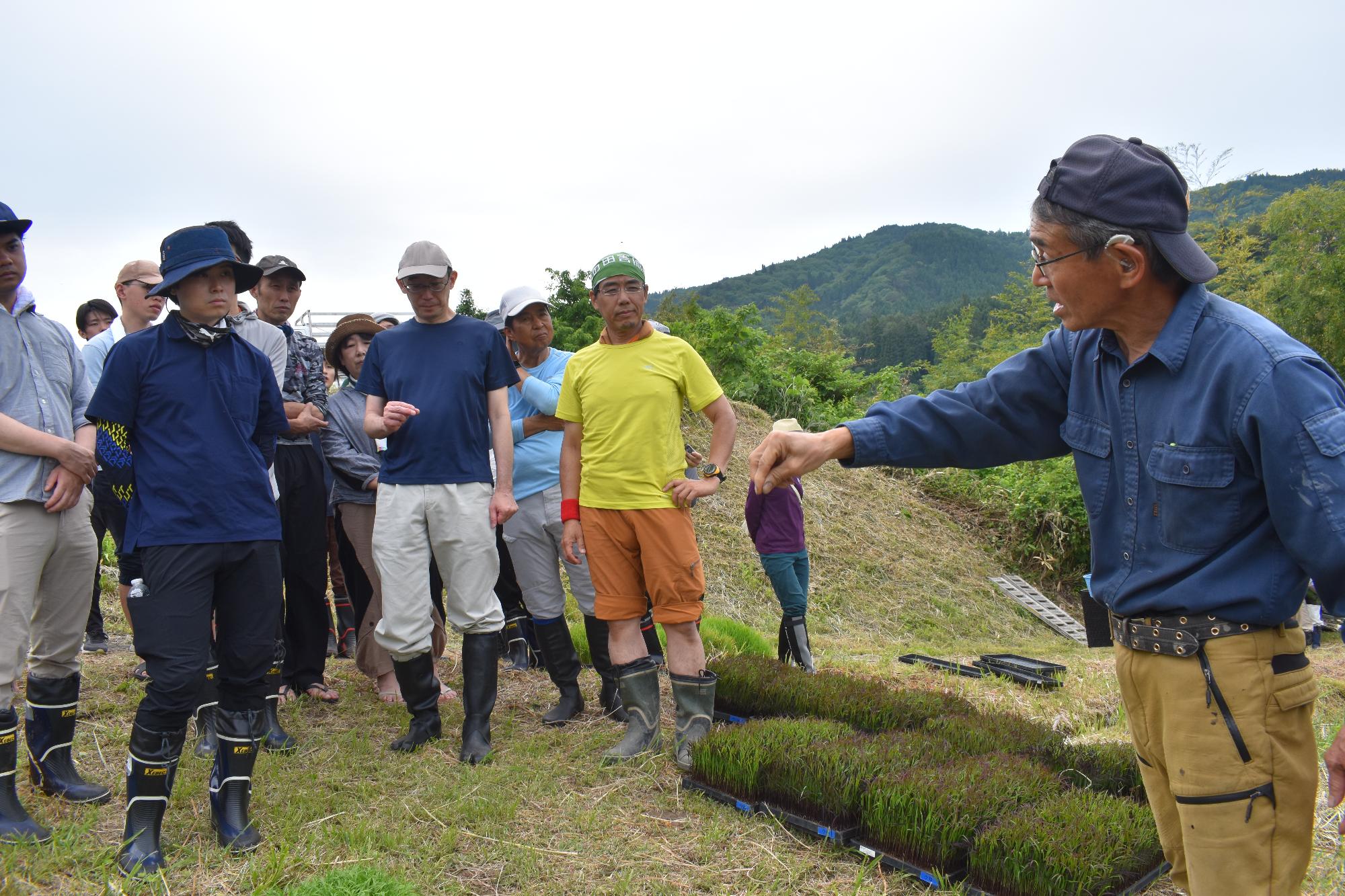 田植え