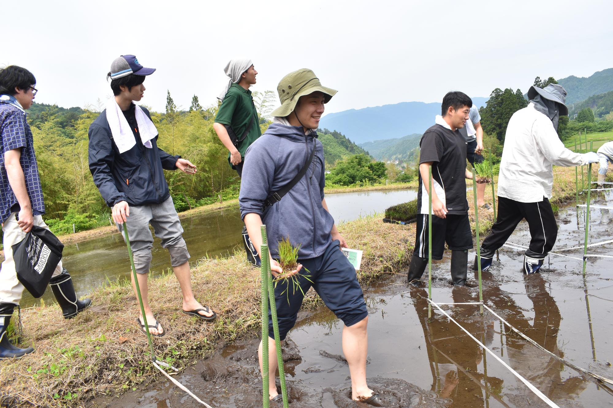 田植え