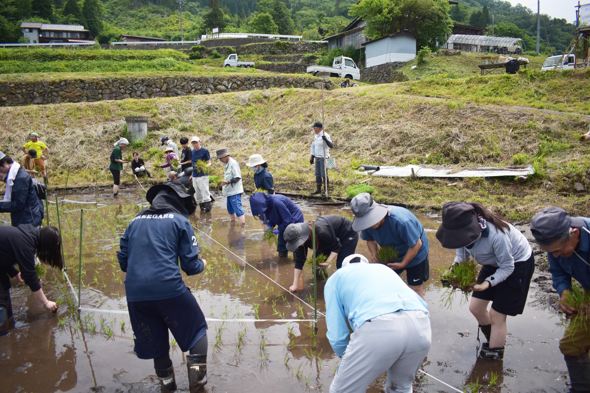 田植え