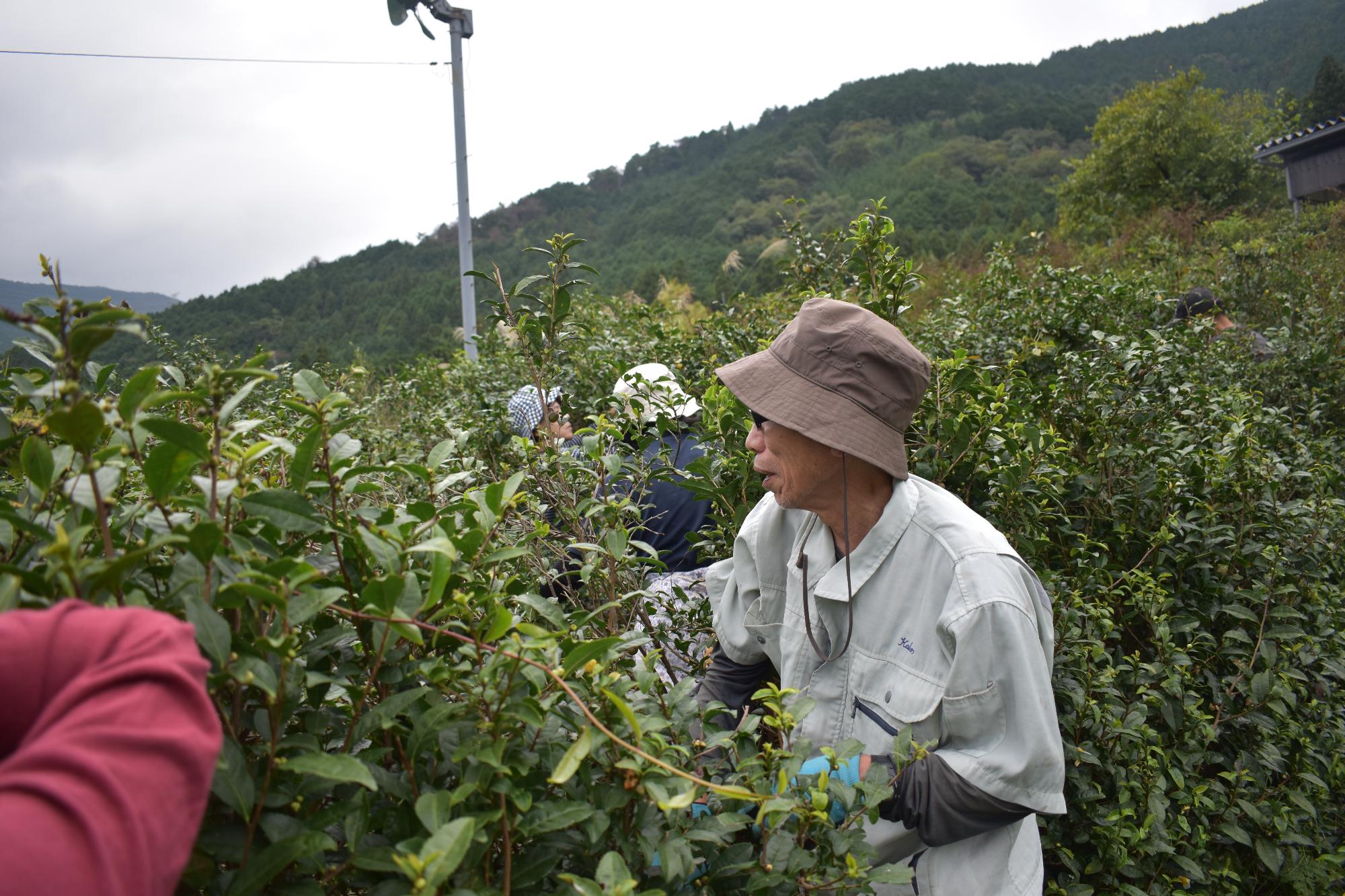 茶の実