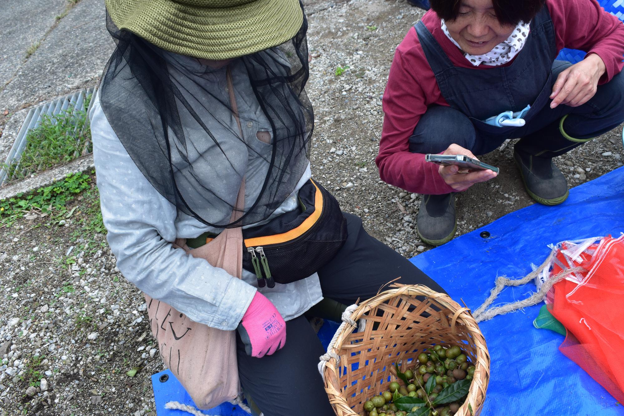 茶の実