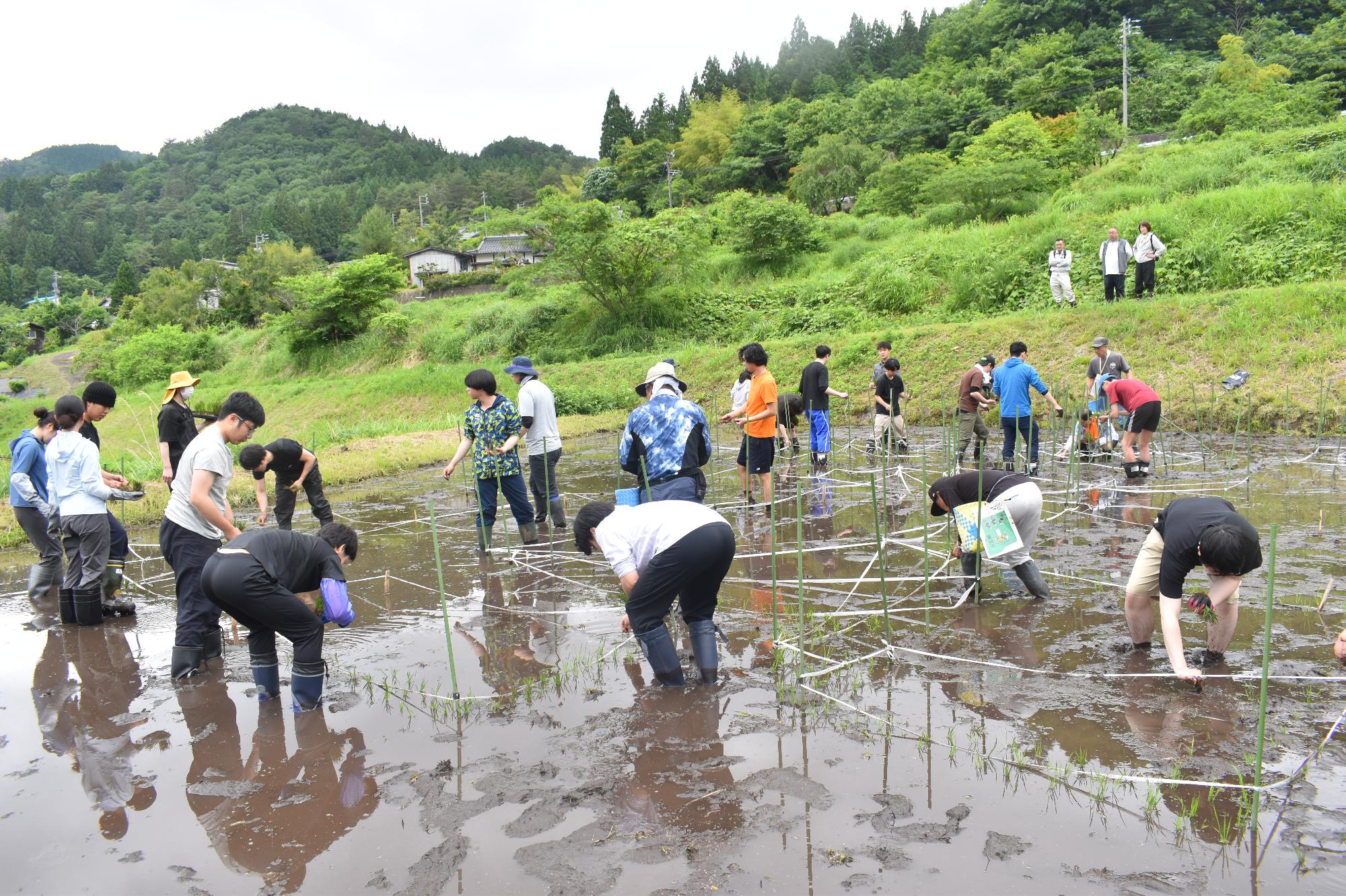 田植え