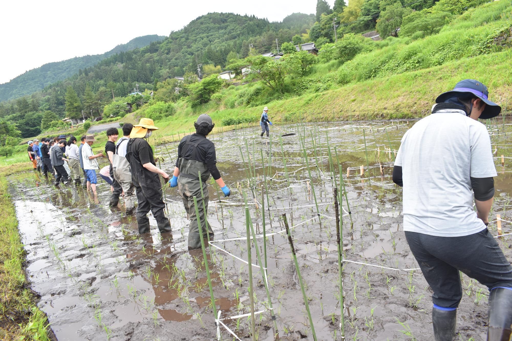 田植え