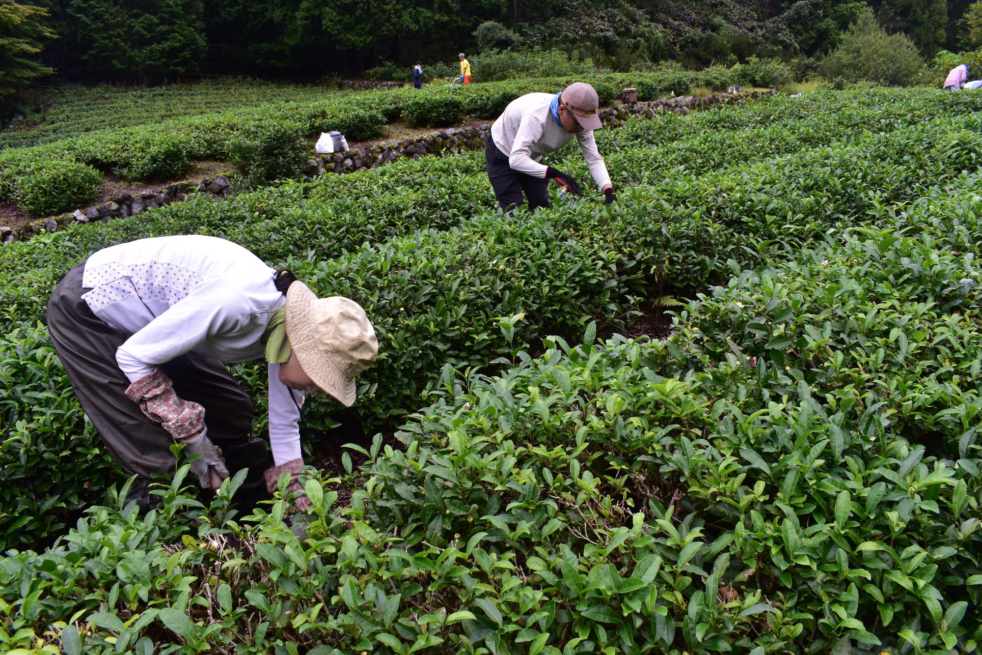北山茶