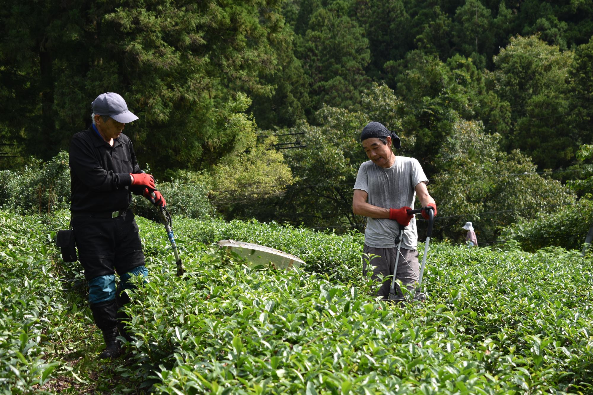 北山茶