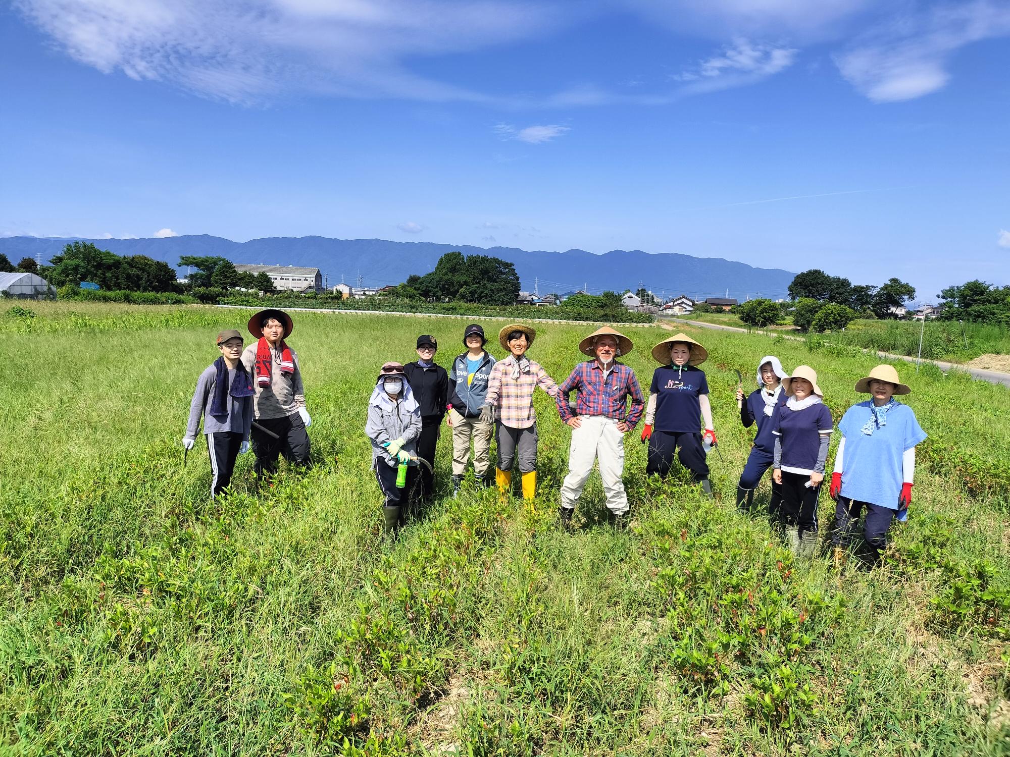 藍の葉の刈り取り作業