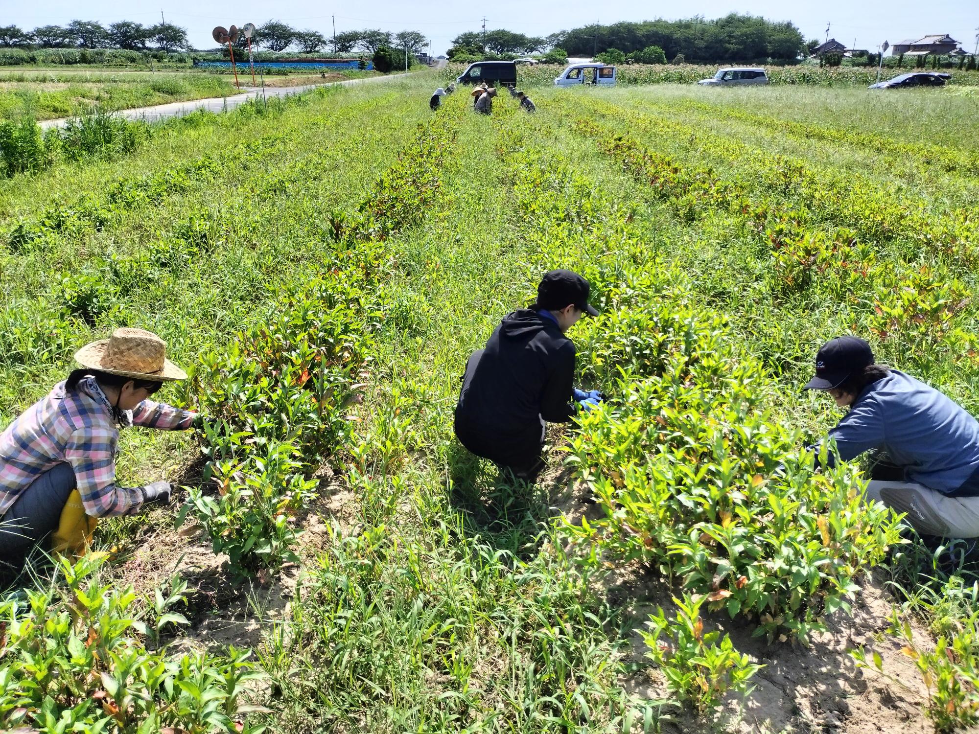 藍の葉の刈り取り作業