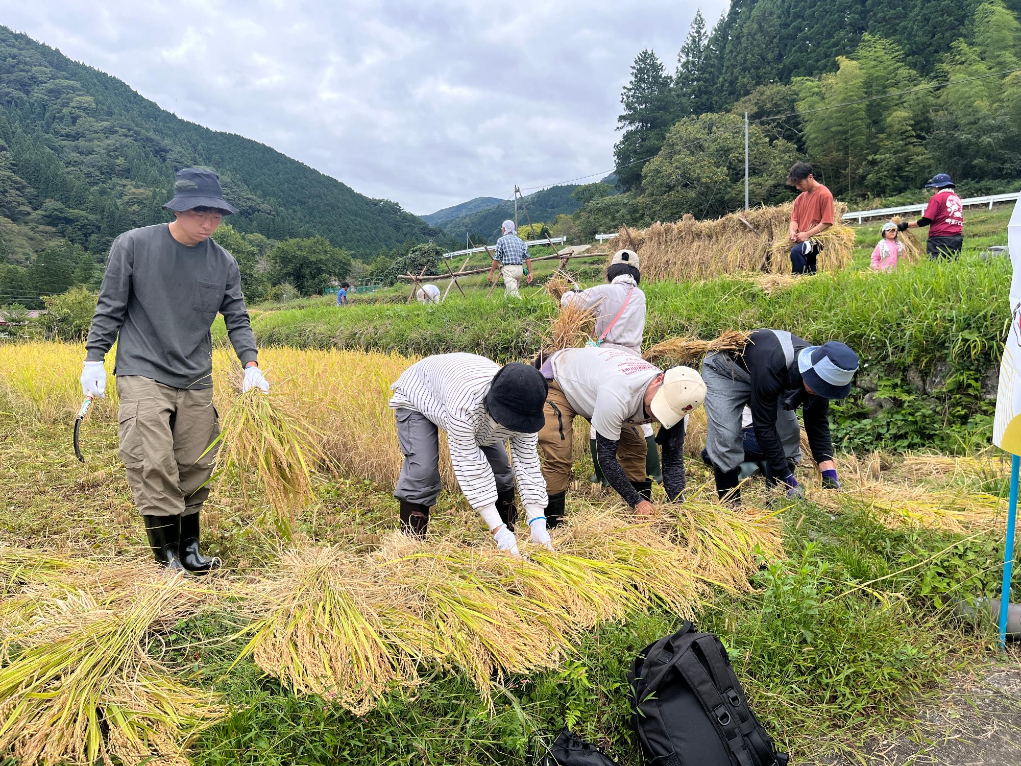 小保木稲刈り