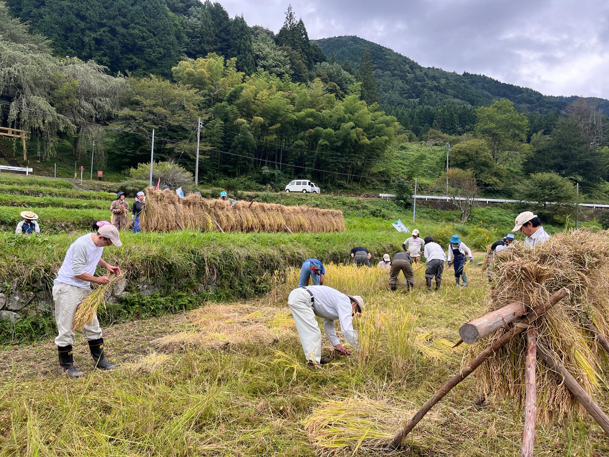 小保木稲刈り