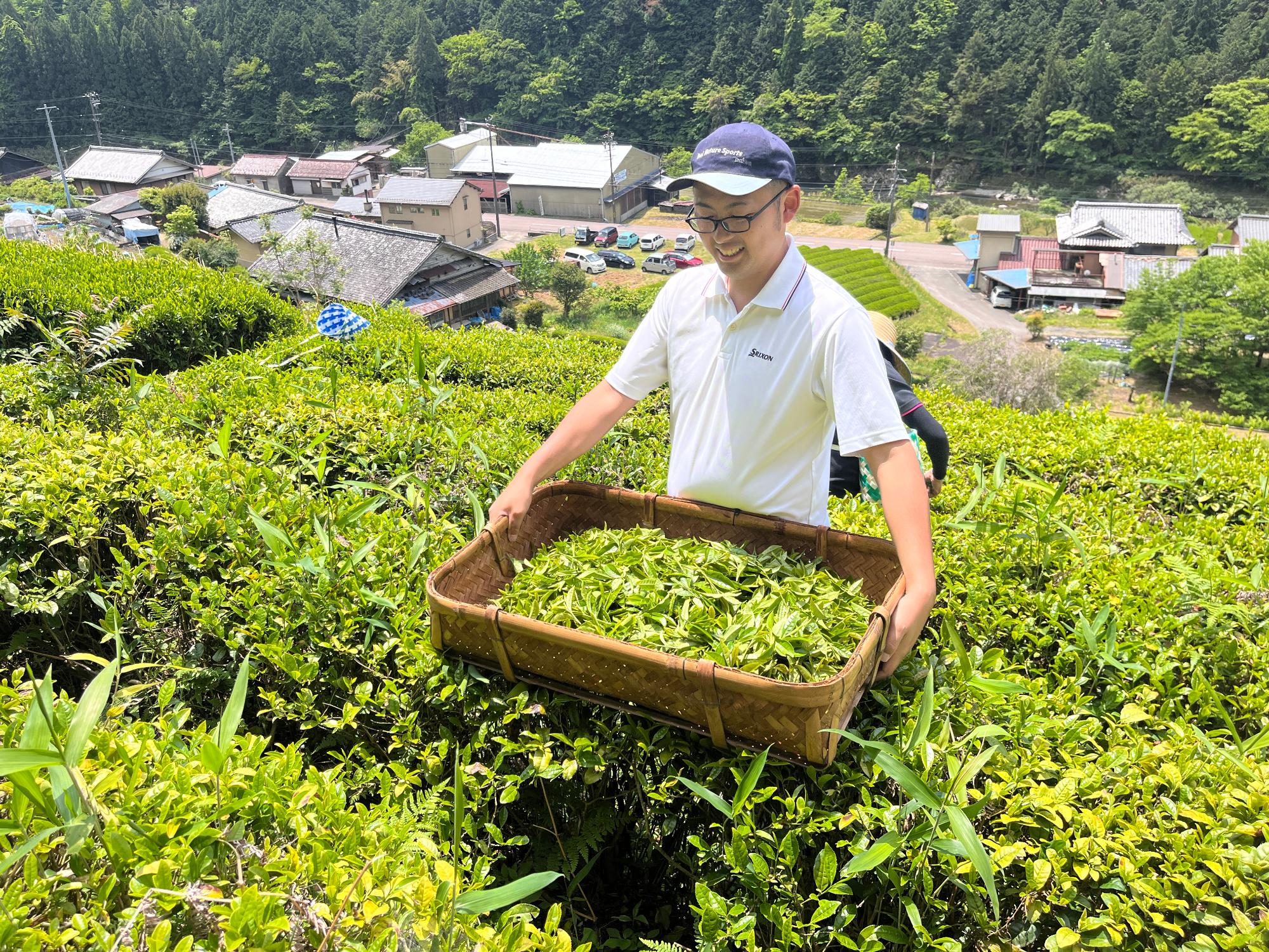 茶摘み