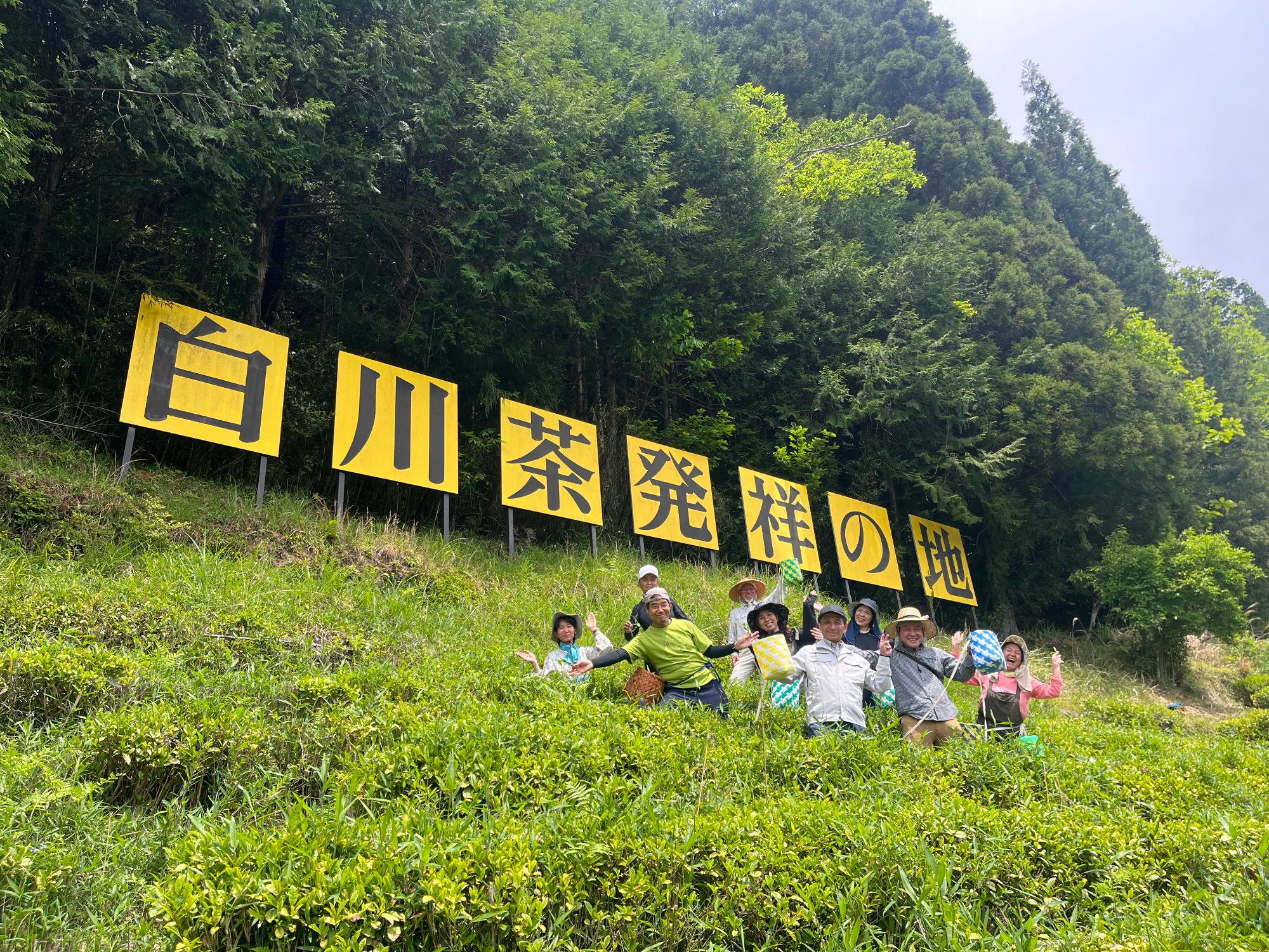 茶摘み