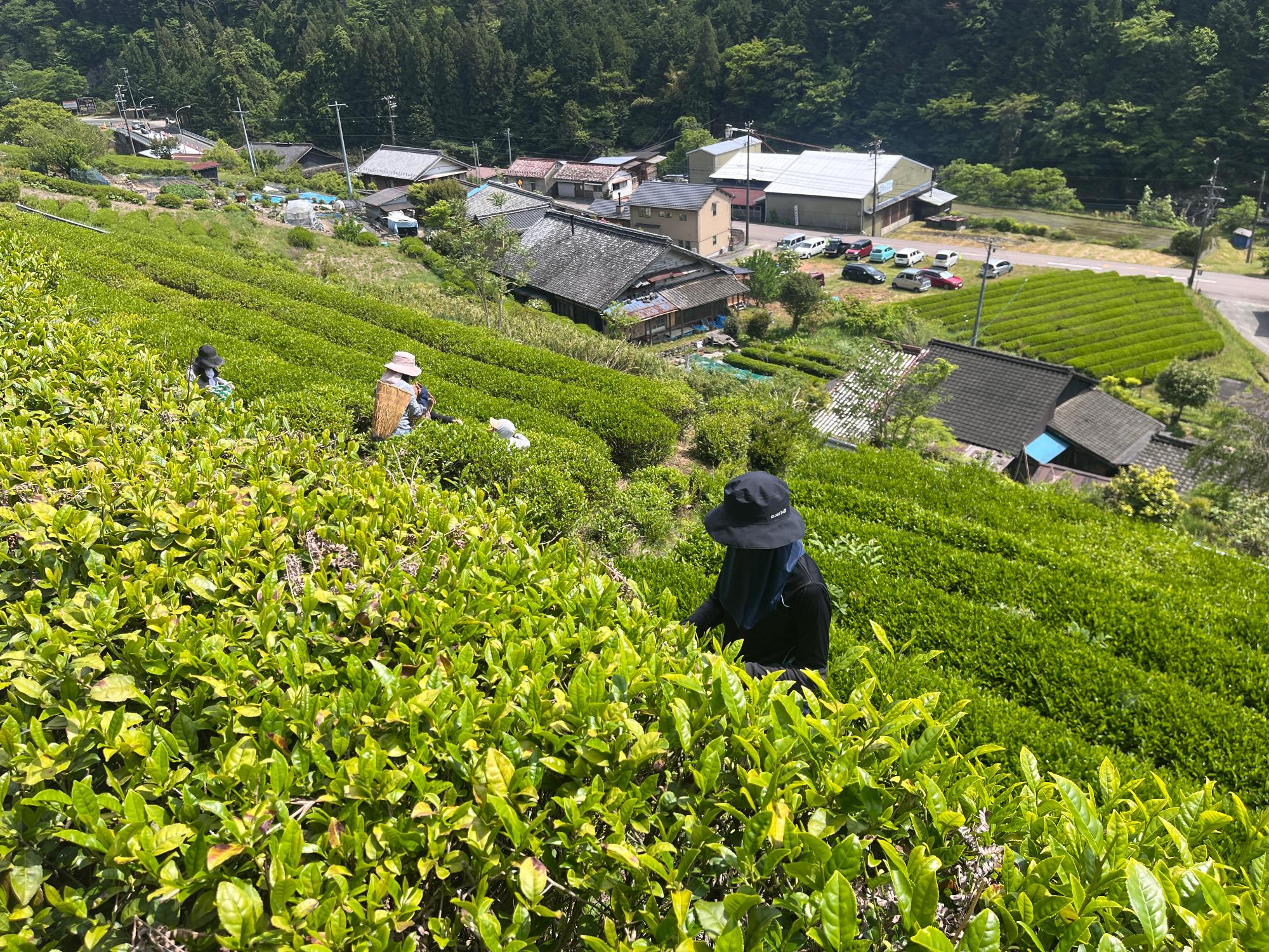 茶摘み