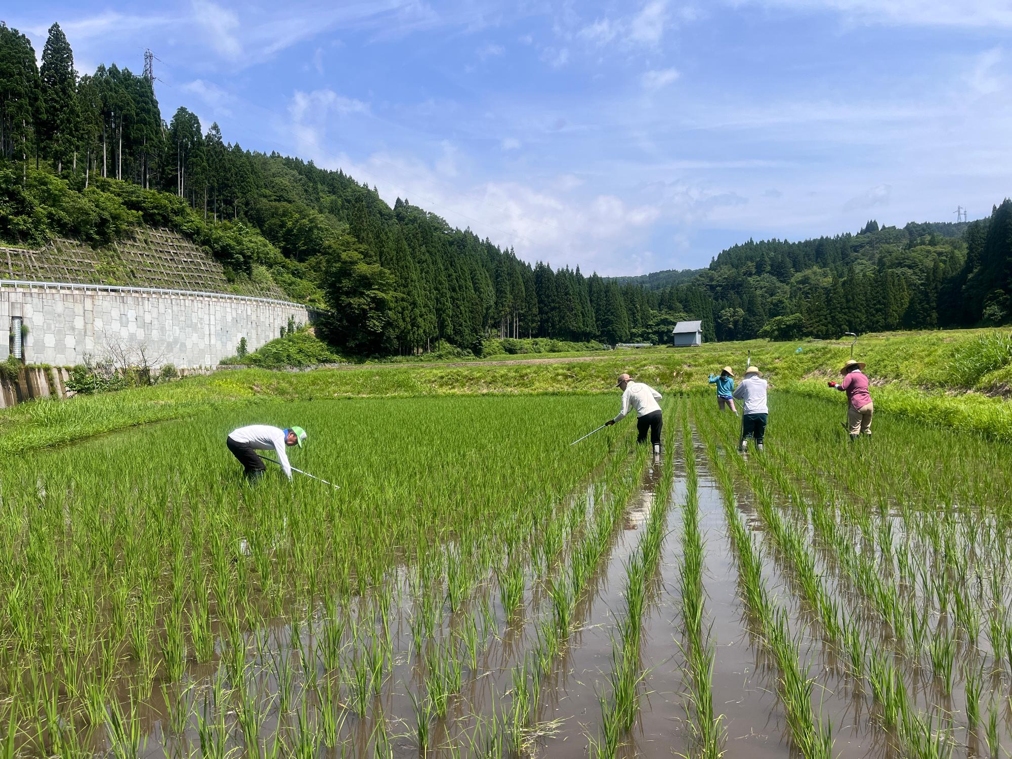 西洞除草