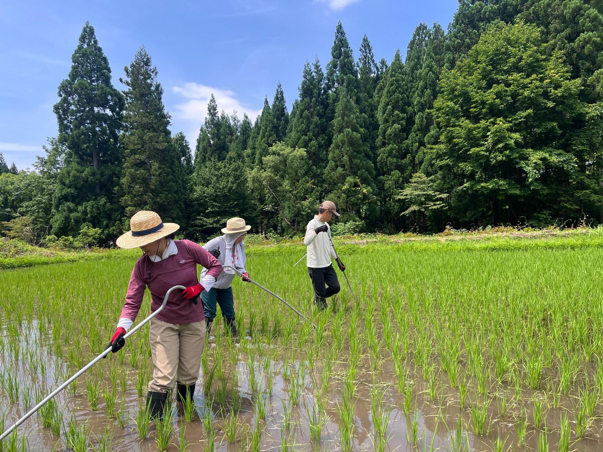 西洞除草
