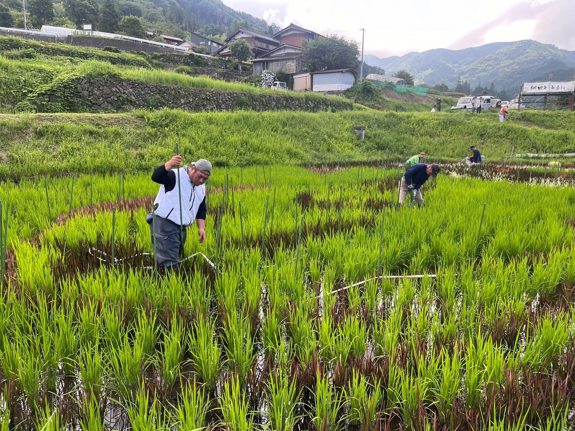六ノ里除草